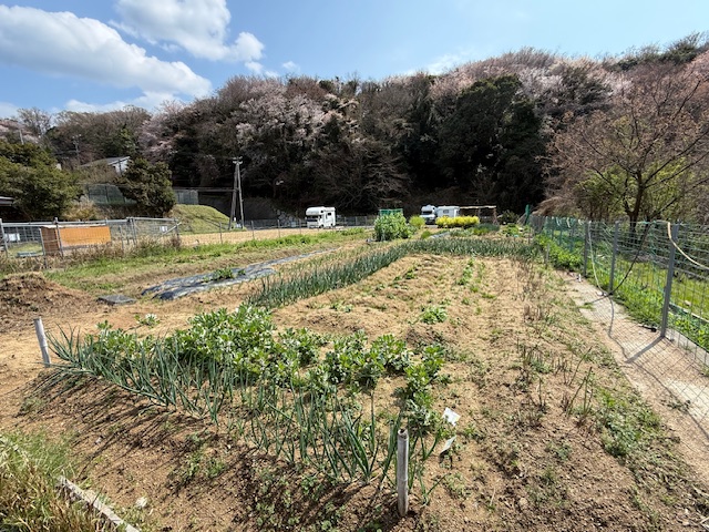 貸農園